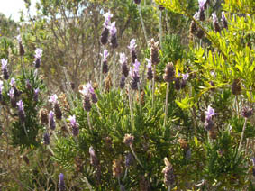 Lavandula dentata